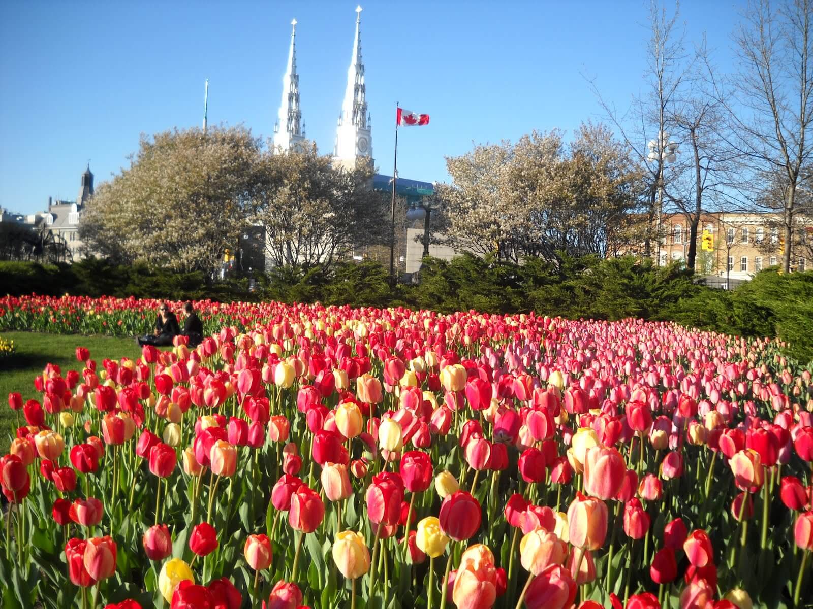 Tulips_in_downtown_Ottawa Tulips_in_downtown_Ottawa Tulips_in_downtown_Ottawa Canadian Tulip Festival: Como tudo começou Tulips in downtown Ottawa